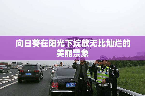 向日葵在阳光下绽放无比灿烂的美丽景象