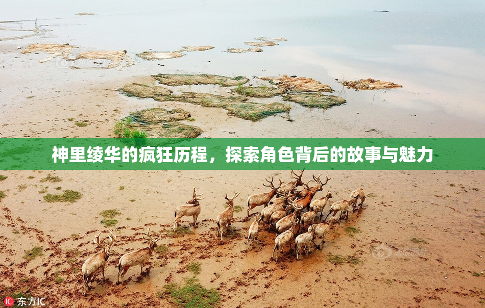 神里绫华的疯狂历程，探索角色背后的故事与魅力
