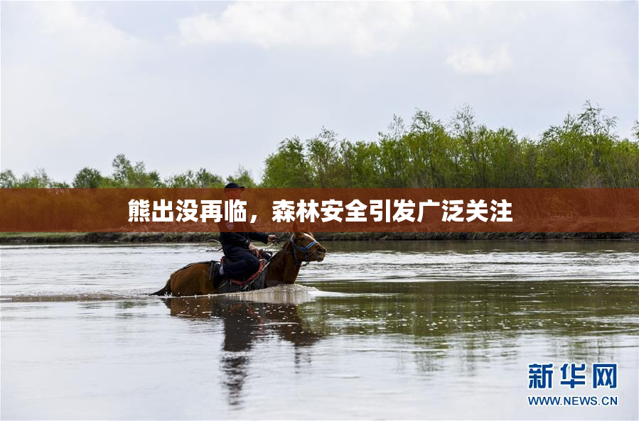 熊出没再临，森林安全引发广泛关注