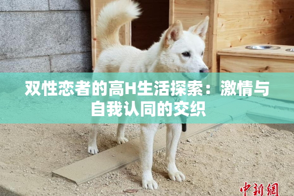 双性恋者的高H生活探索：激情与自我认同的交织