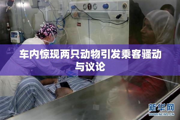 车内惊现两只动物引发乘客骚动与议论