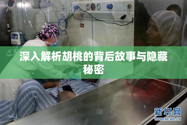 深入解析胡桃的背后故事与隐藏秘密