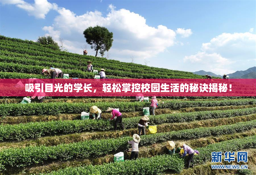 吸引目光的学长，轻松掌控校园生活的秘诀揭秘！