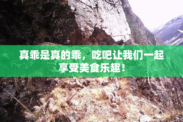 真乖是真的乖，吃吧让我们一起享受美食乐趣！