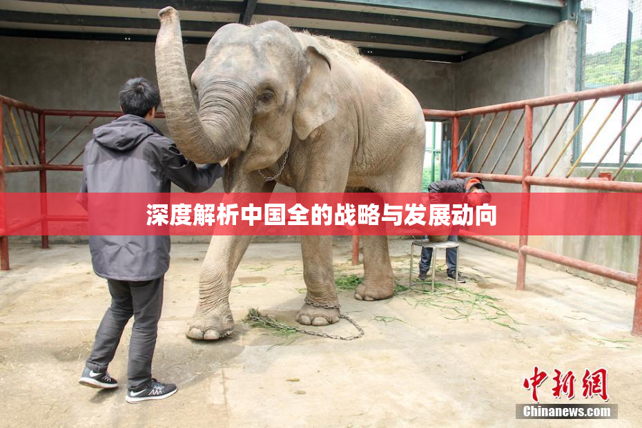 深度解析中国全的战略与发展动向