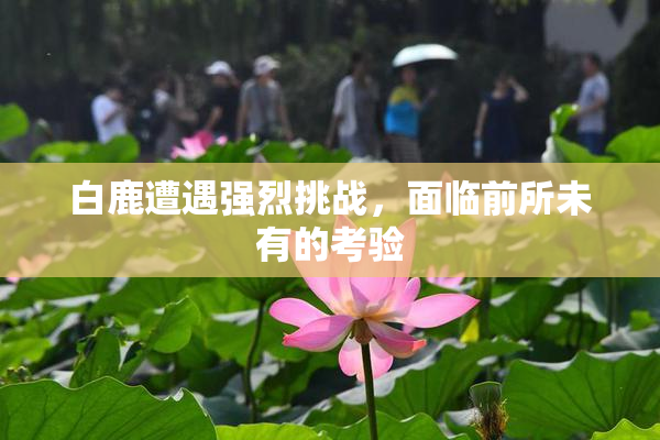 白鹿遭遇强烈挑战，面临前所未有的考验