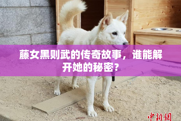 藤女黑则武的传奇故事，谁能解开她的秘密？