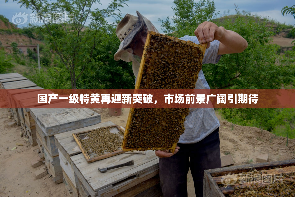 国产一级特黄再迎新突破，市场前景广阔引期待