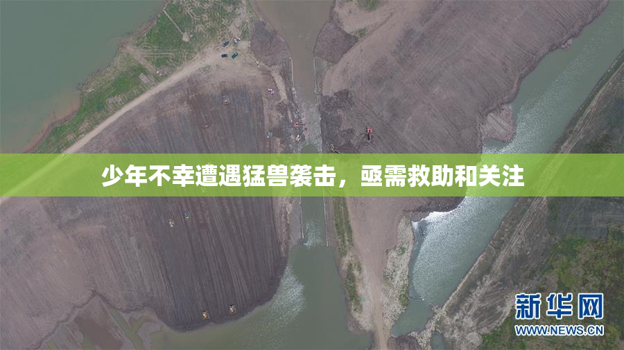 少年不幸遭遇猛兽袭击，亟需救助和关注