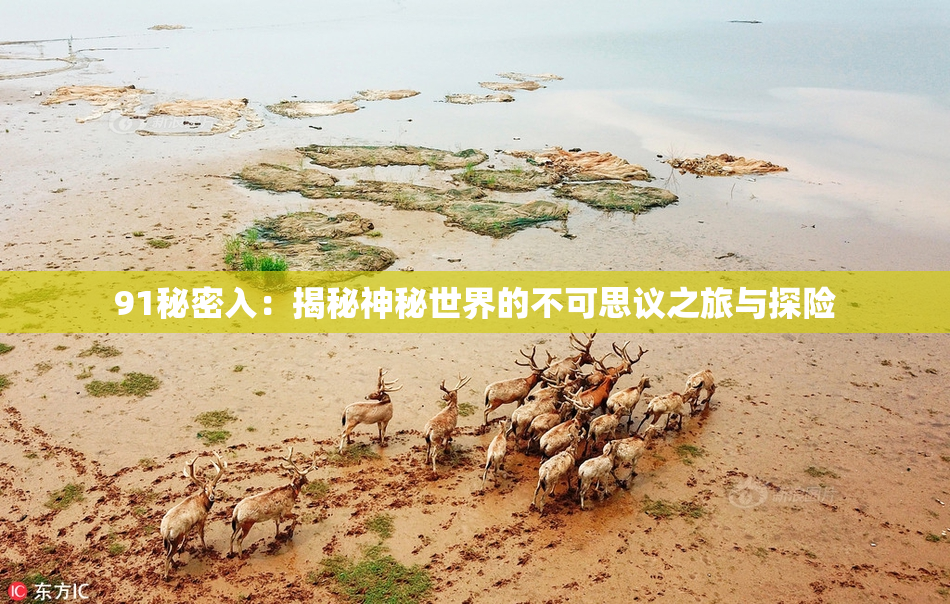 91秘密入：揭秘神秘世界的不可思议之旅与探险