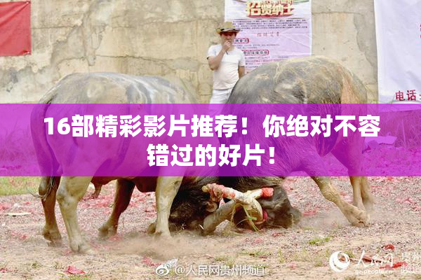 16部精彩影片推荐！你绝对不容错过的好片！