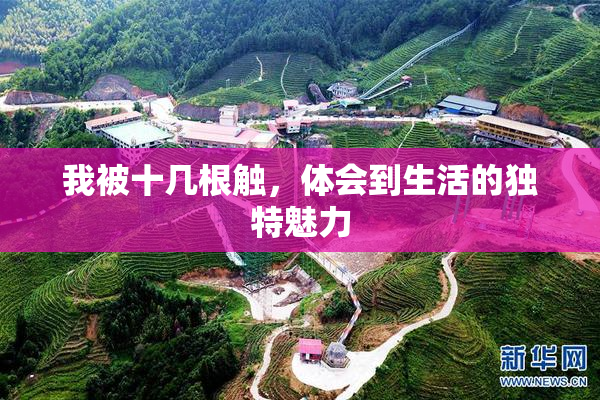 我被十几根触，体会到生活的独特魅力