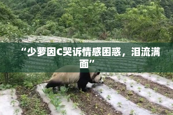 “少萝因C哭诉情感困惑，泪流满面”