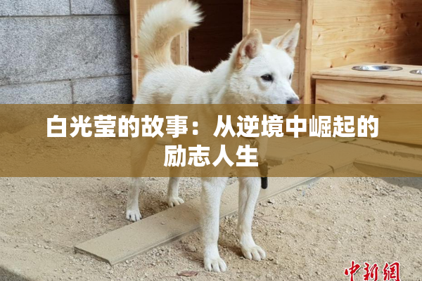 白光莹的故事：从逆境中崛起的励志人生