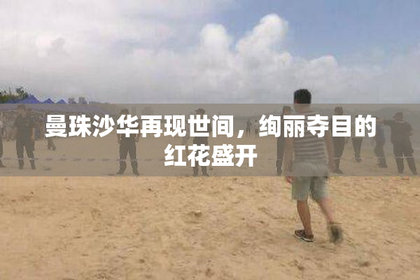 曼珠沙华再现世间，绚丽夺目的红花盛开