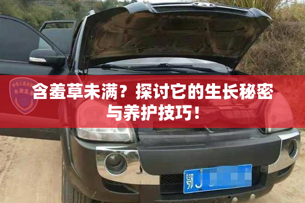 含羞草未满？探讨它的生长秘密与养护技巧！