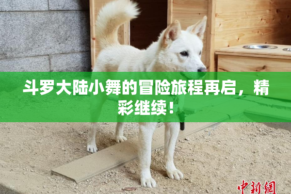 斗罗大陆小舞的冒险旅程再启，精彩继续！