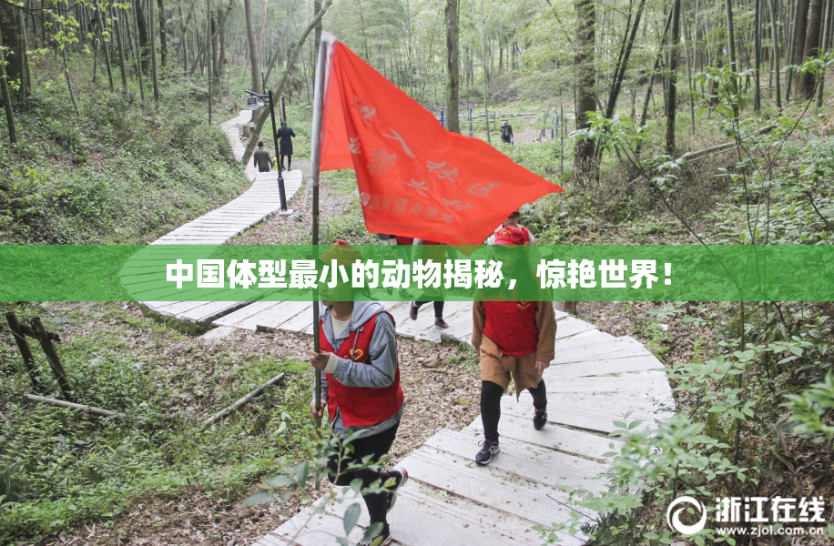 中国体型最小的动物揭秘，惊艳世界！