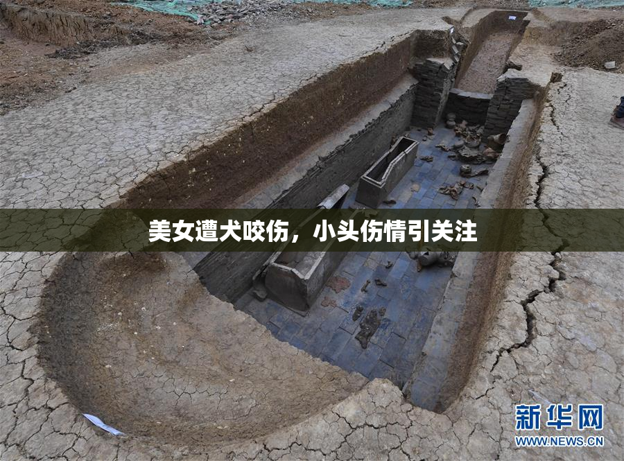 美女遭犬咬伤，小头伤情引关注