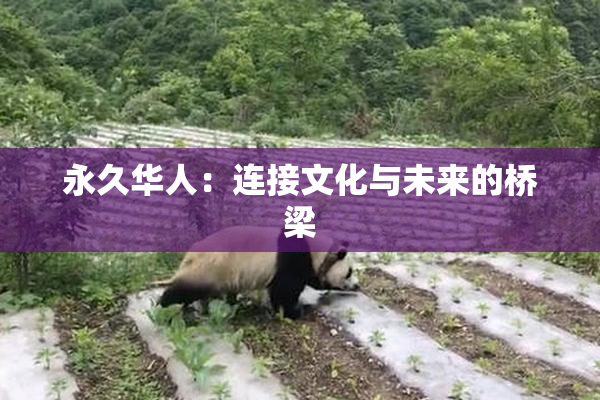 永久华人：连接文化与未来的桥梁