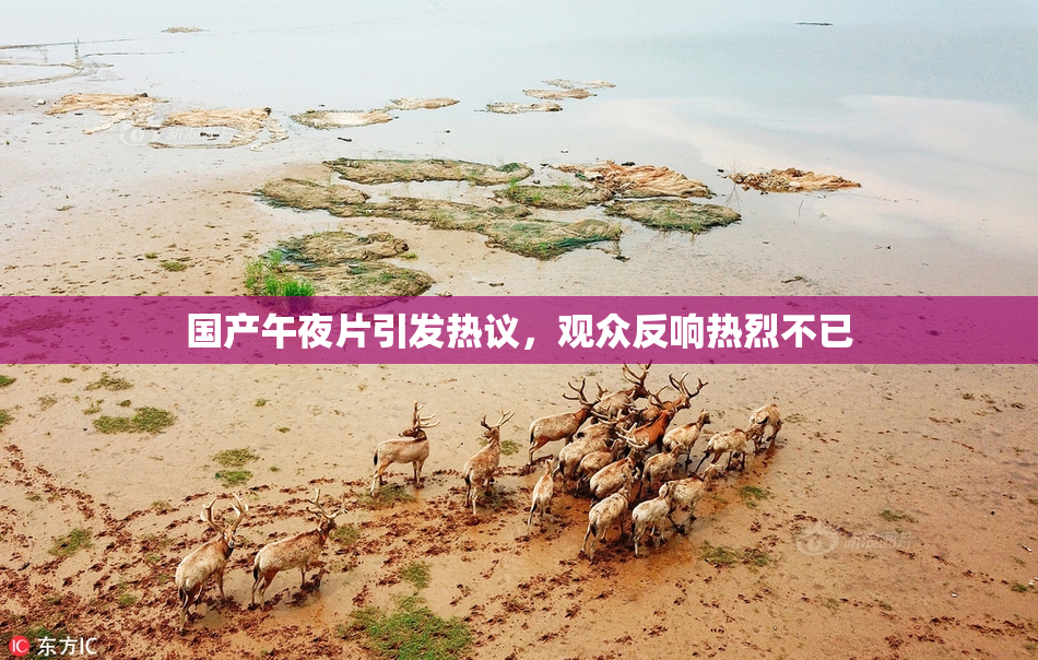 国产午夜片引发热议，观众反响热烈不已