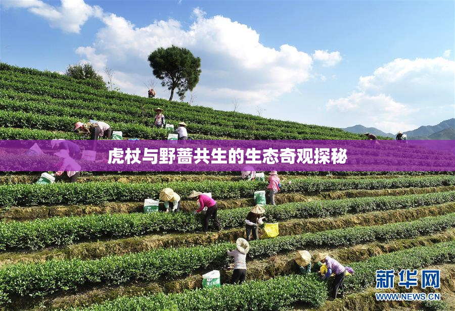 虎杖与野蔷共生的生态奇观探秘