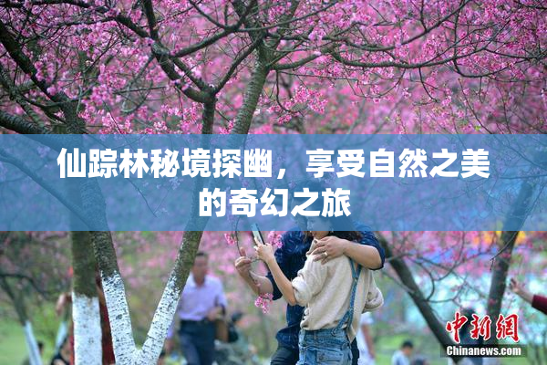 仙踪林秘境探幽，享受自然之美的奇幻之旅