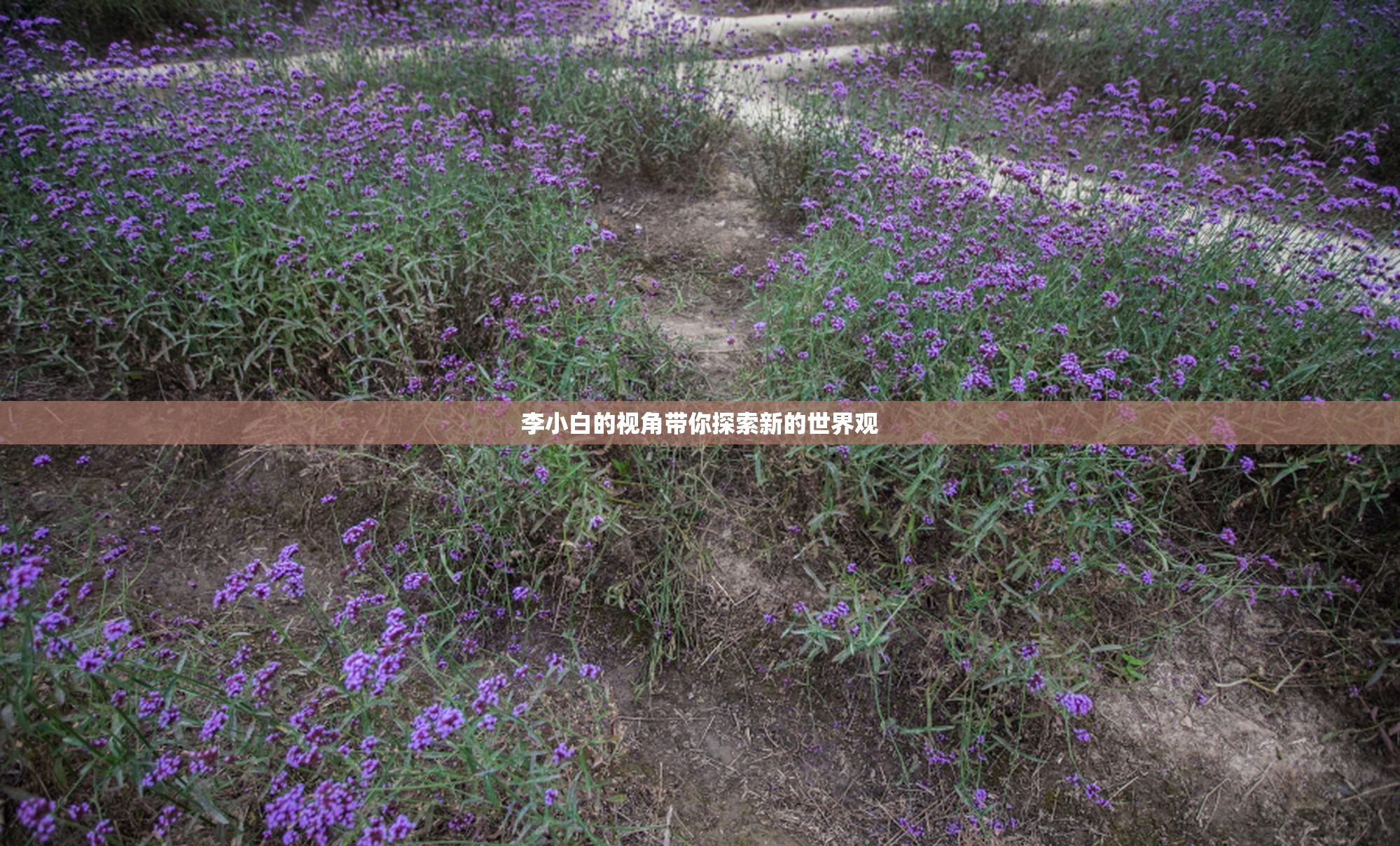 李小白的视角带你探索新的世界观