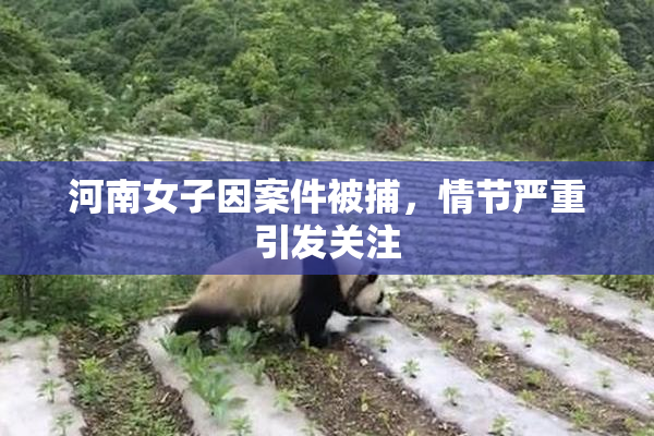 河南女子因案件被捕，情节严重引发关注