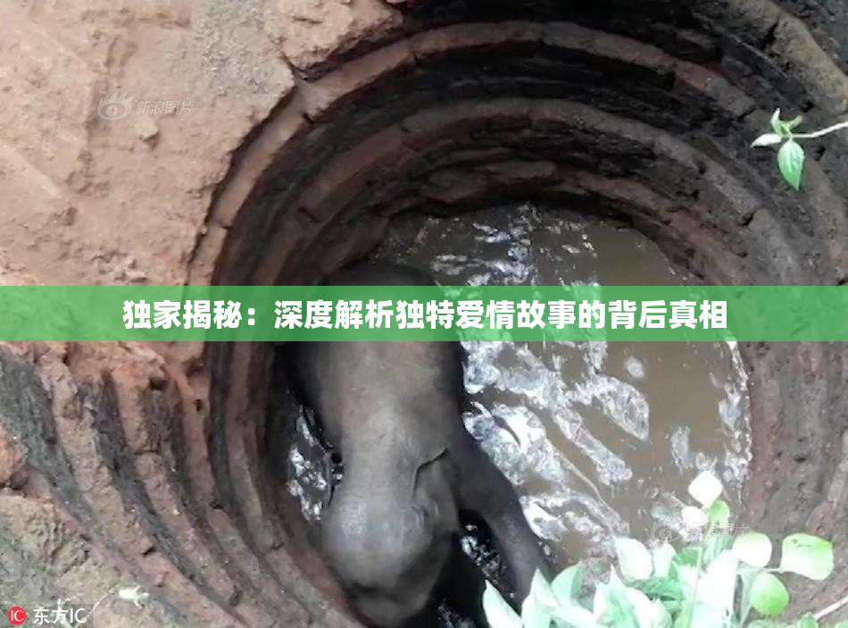 独家揭秘：深度解析独特爱情故事的背后真相
