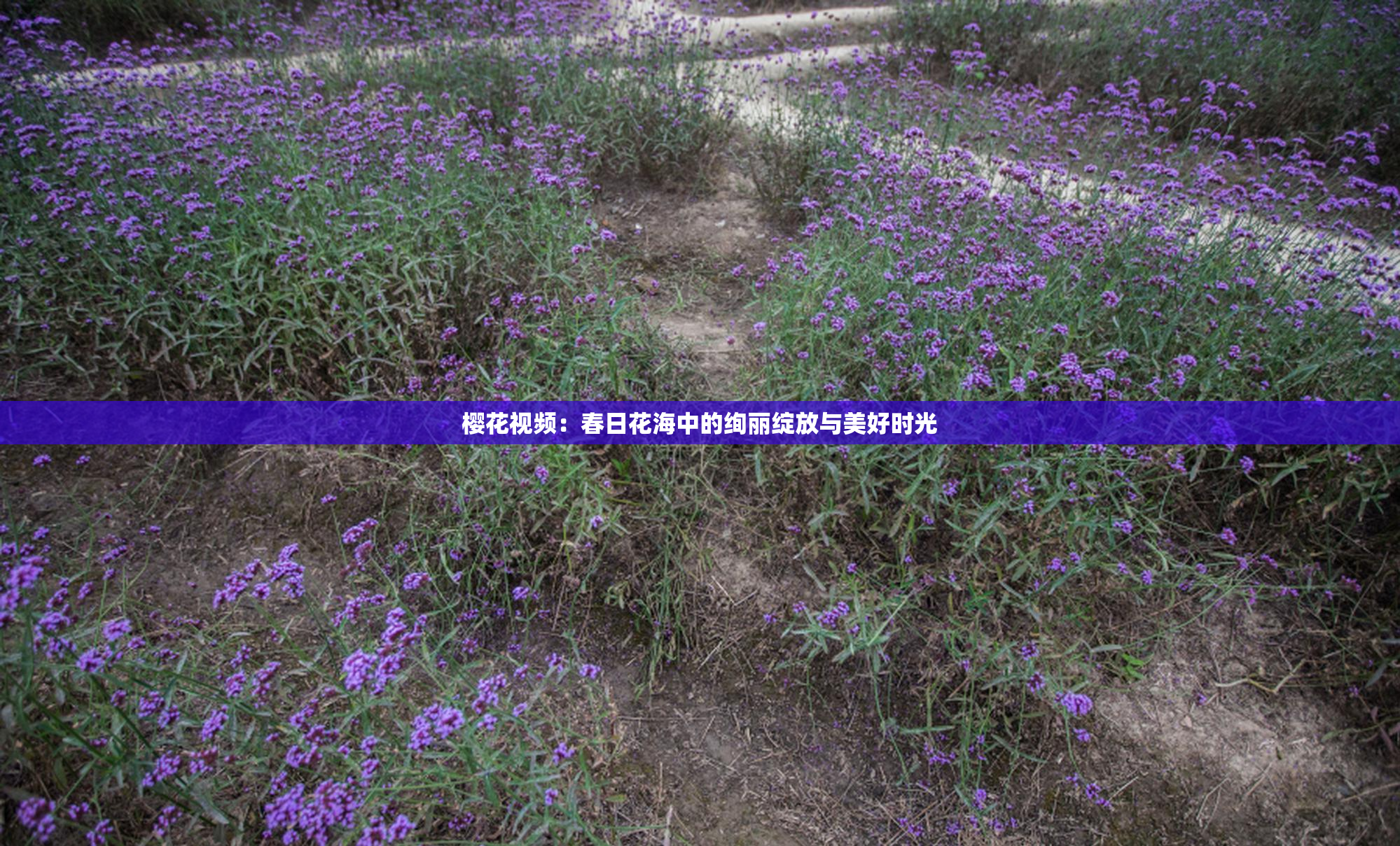 樱花视频：春日花海中的绚丽绽放与美好时光