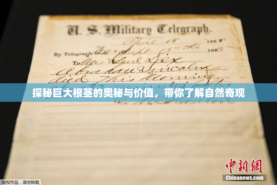 探秘巨大根茎的奥秘与价值，带你了解自然奇观