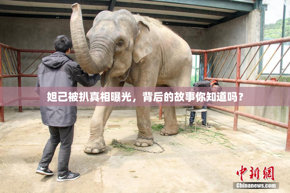 妲己被扒真相曝光，背后的故事你知道吗？