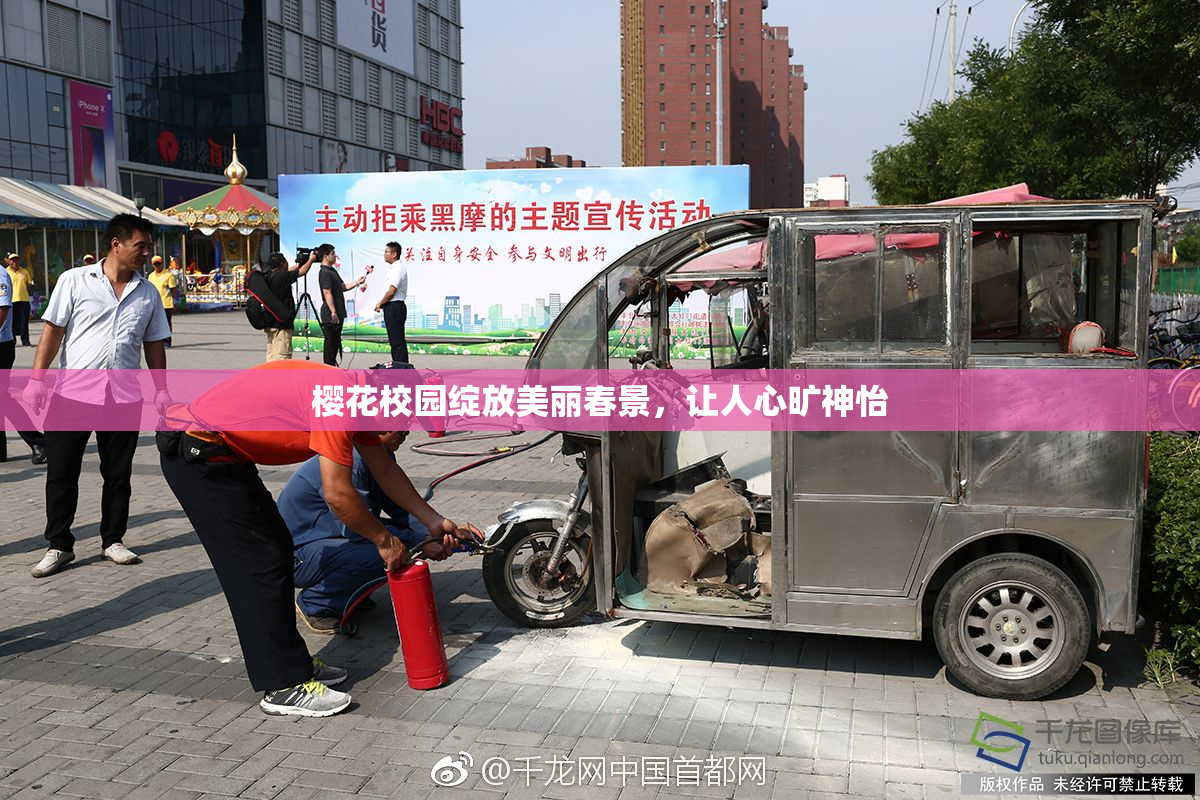 樱花校园绽放美丽春景，让人心旷神怡