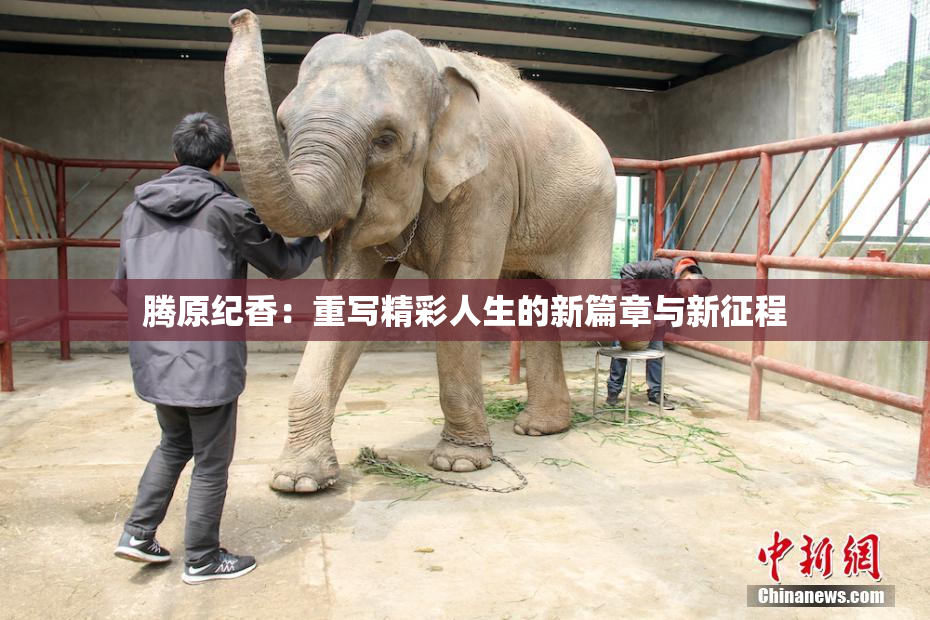 腾原纪香：重写精彩人生的新篇章与新征程