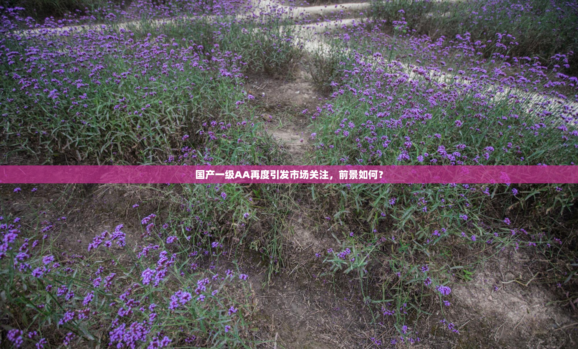 国产一级AA再度引发市场关注，前景如何？