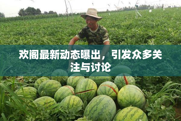 欢阁最新动态曝出，引发众多关注与讨论