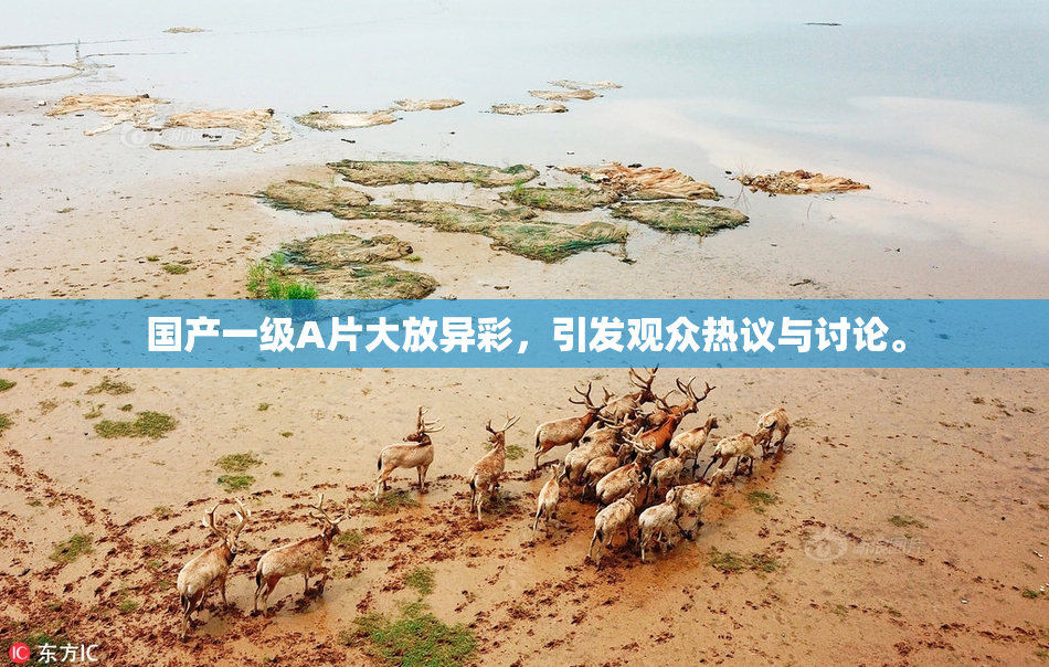 国产一级A片大放异彩，引发观众热议与讨论。