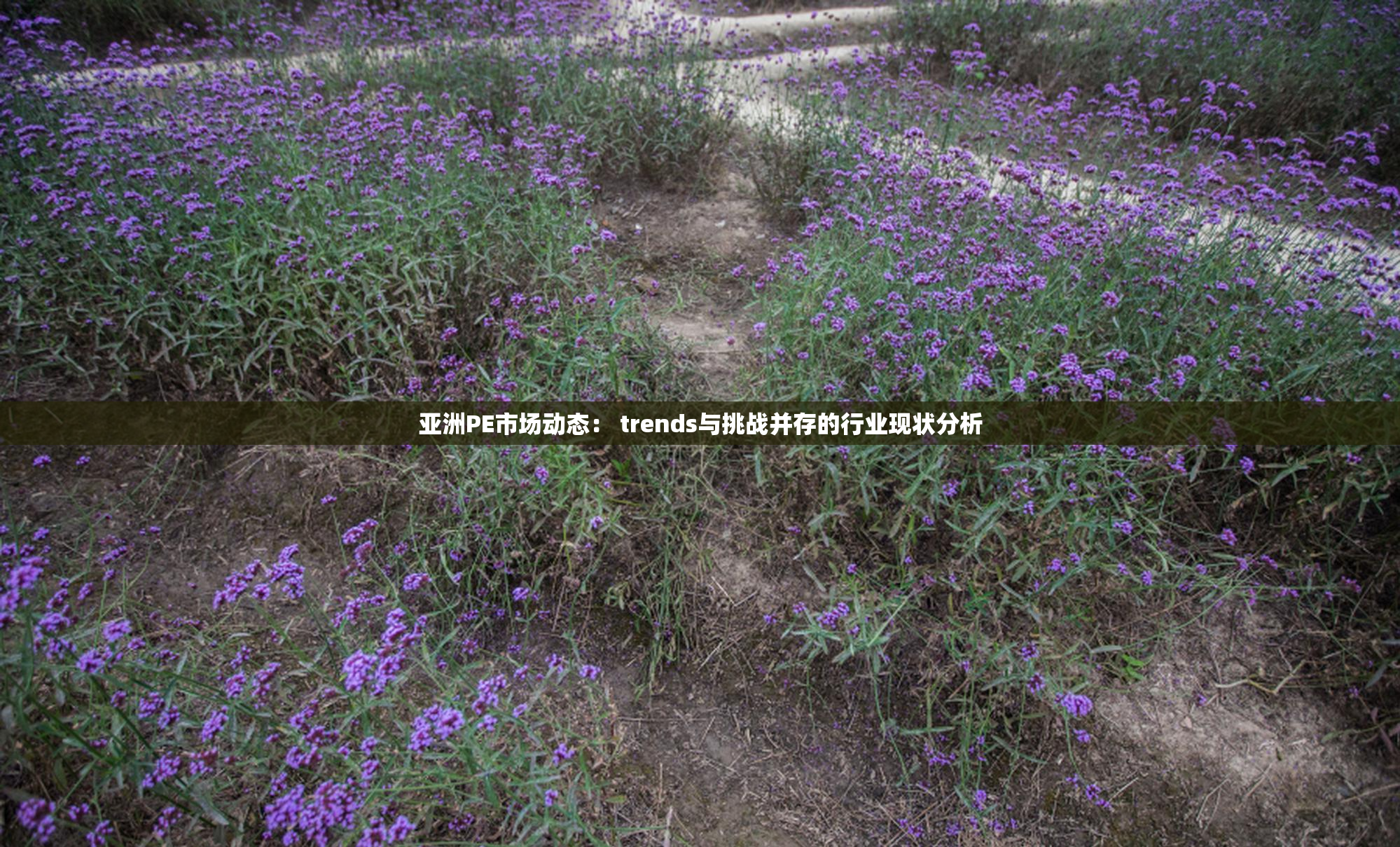亚洲PE市场动态： trends与挑战并存的行业现状分析