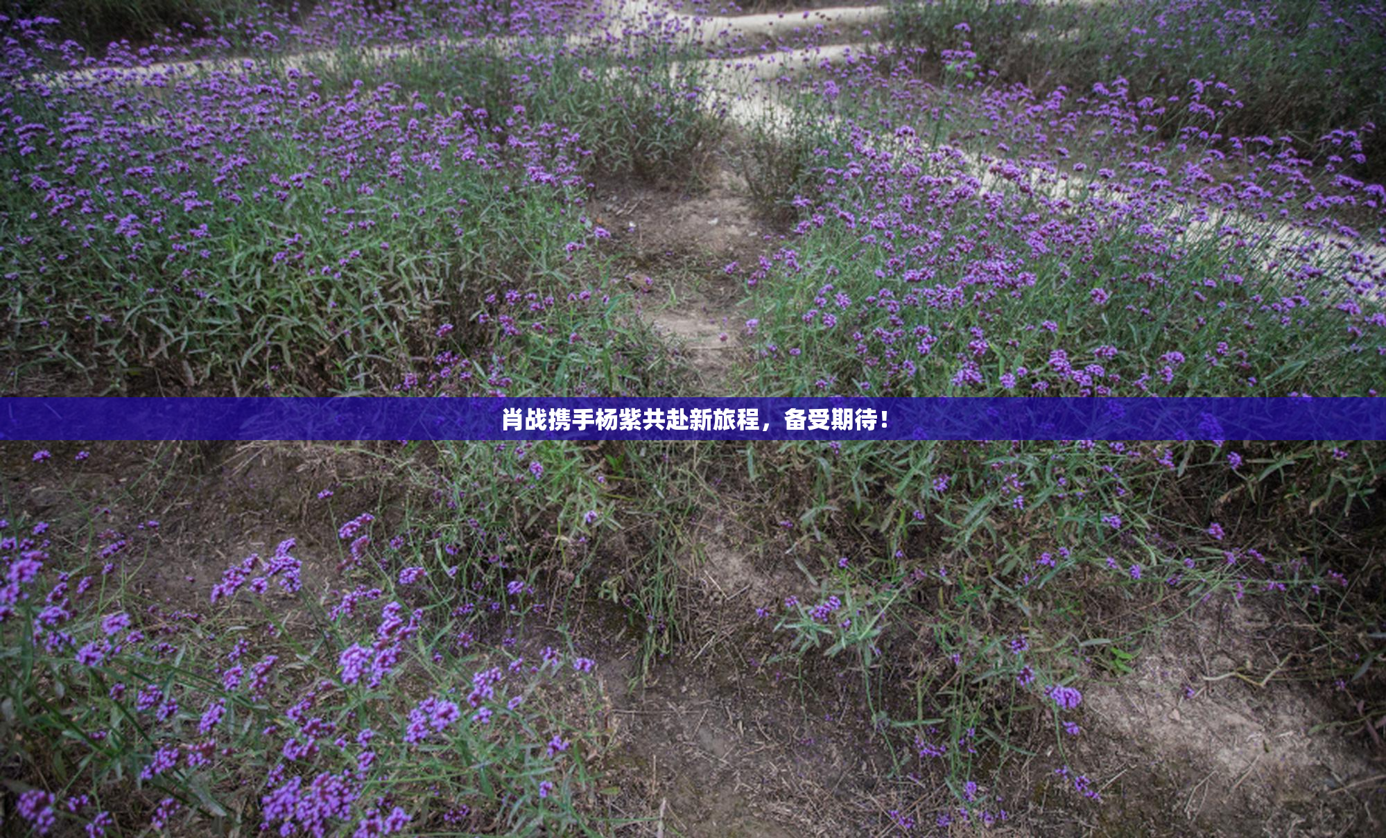 肖战携手杨紫共赴新旅程，备受期待！