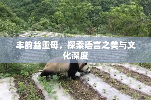 丰韵丝重母，探索语言之美与文化深度