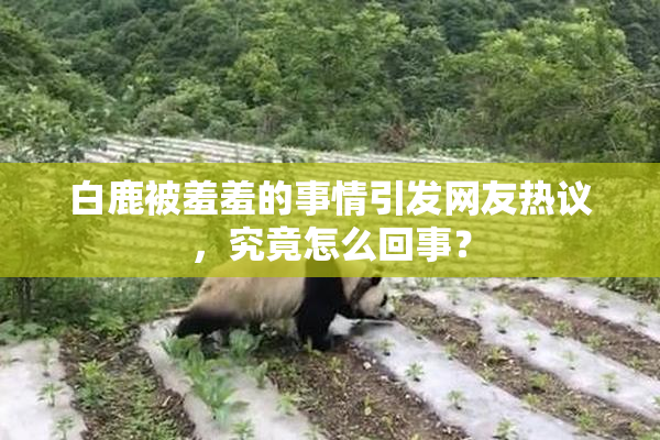 白鹿被羞羞的事情引发网友热议，究竟怎么回事？
