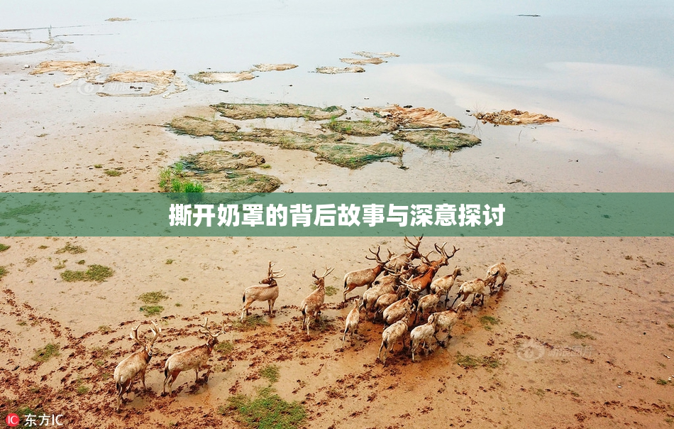 撕开奶罩的背后故事与深意探讨