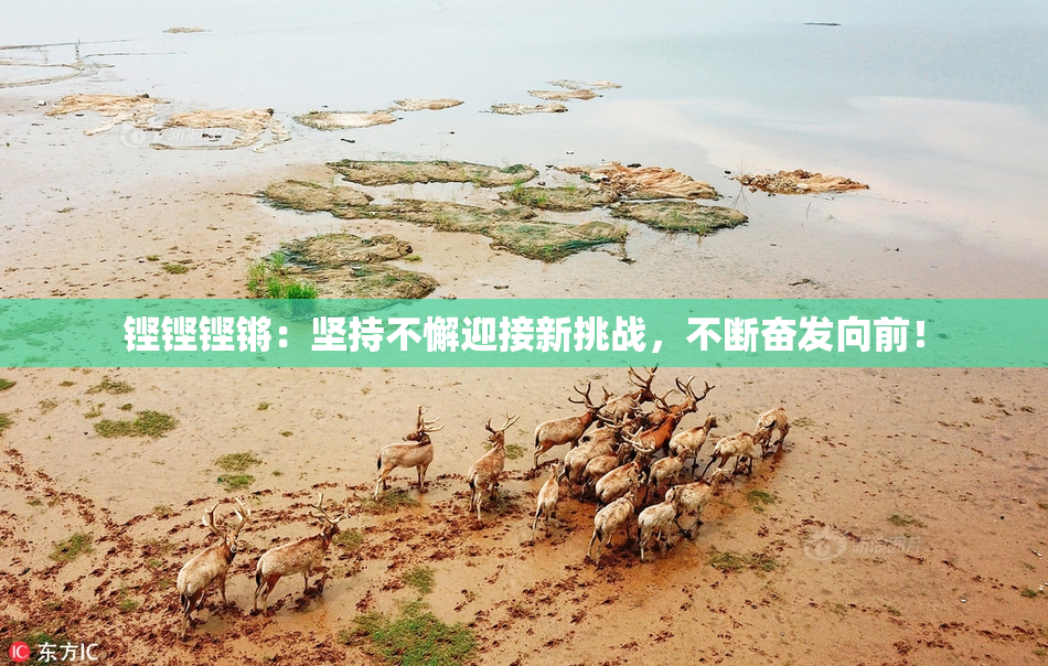 铿铿铿锵：坚持不懈迎接新挑战，不断奋发向前！