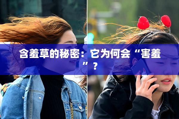 含羞草的秘密：它为何会“害羞”？