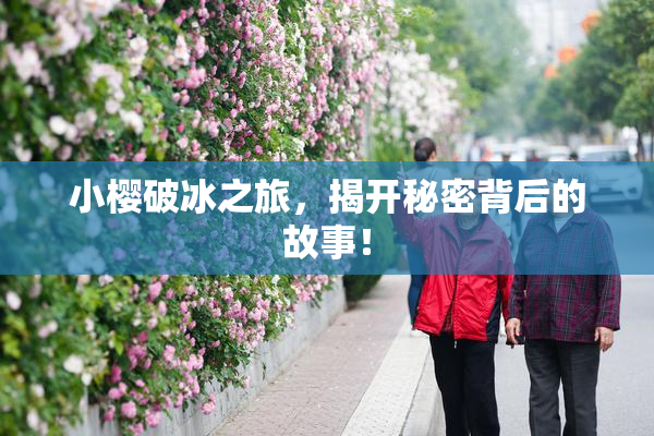 小樱破冰之旅，揭开秘密背后的故事！