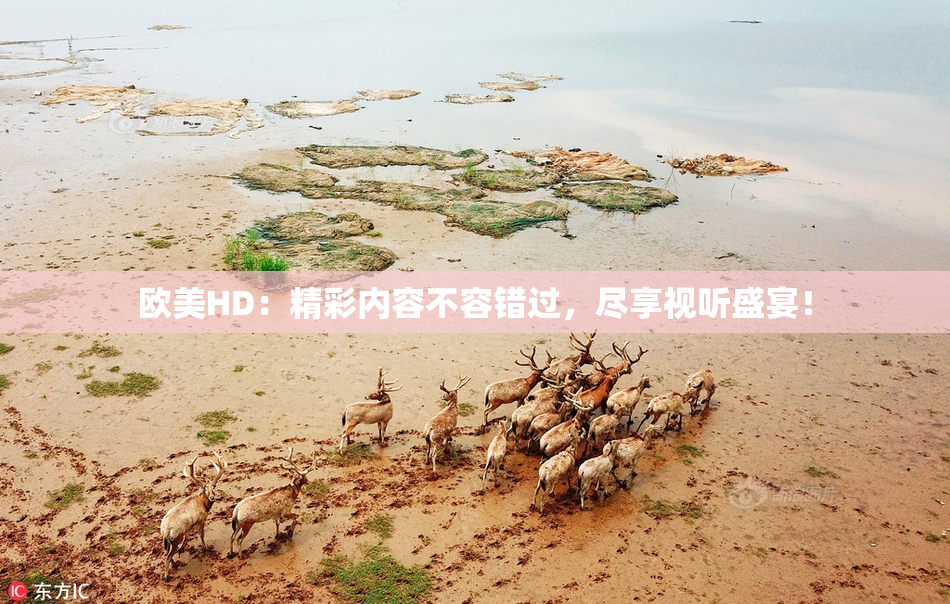 欧美HD：精彩内容不容错过，尽享视听盛宴！