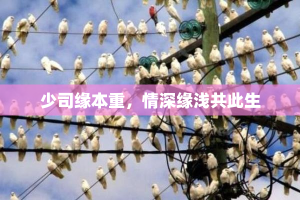 少司缘本重，情深缘浅共此生
