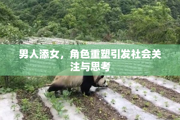 男人添女，角色重塑引发社会关注与思考