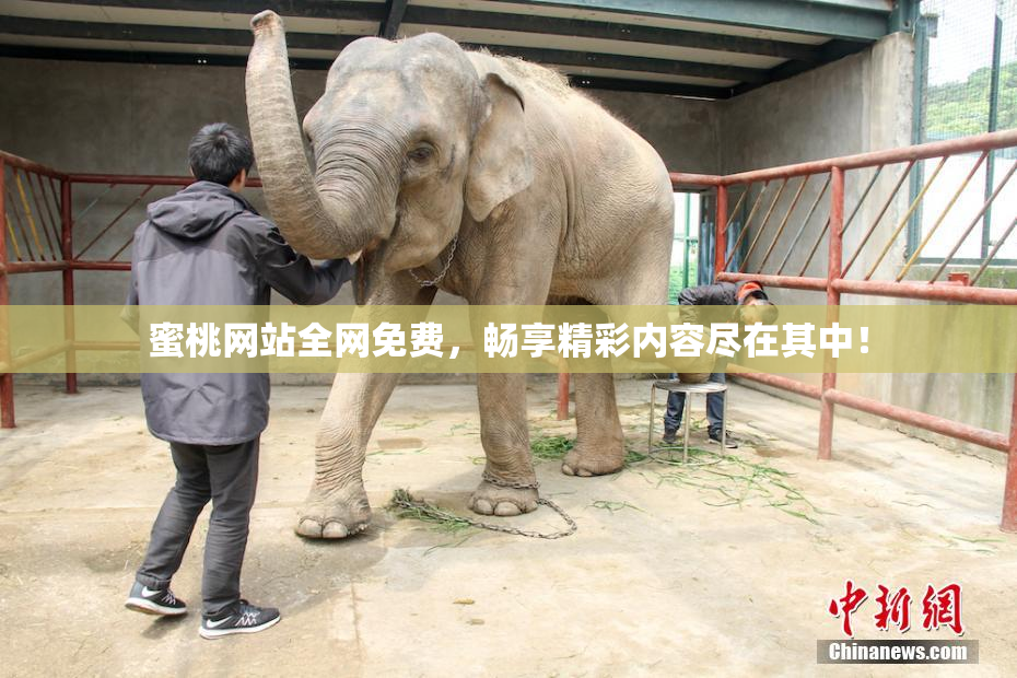蜜桃网站全网免费，畅享精彩内容尽在其中！